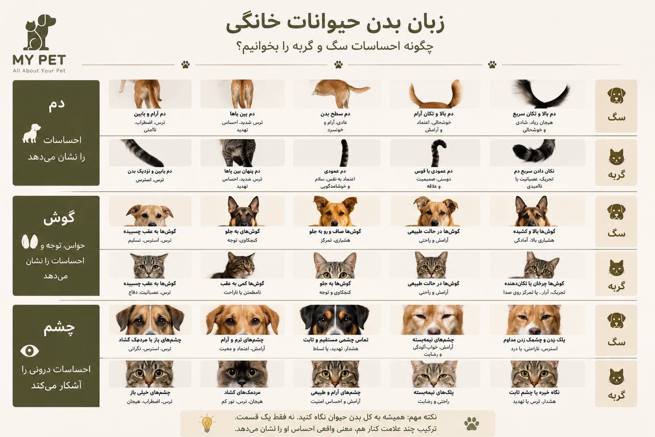 اینفوگرافیک آموزشی درباره زبان بدن سگ و گربه که حالت دم، گوش‌ها و چشم‌ها را برای تشخیص احساساتی مثل آرامش، ترس، استرس، کنجکاوی و تهدید نشان می‌دهد؛ با طراحی مینیمال و رنگ‌های برند MY PET و لوگوی آن در گوشه بالا سمت چپ